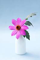 Dahlia 'Magenta Star' in a vase 