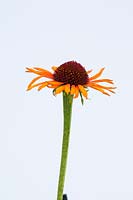 Echinacea 'Flame Thrower'. A coneflower with lightly scented, dark-eyed flower heads.