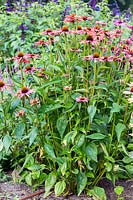 Echinacea 'Mama Mia'. A perennial coneflower with fragrant flowers
