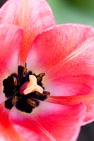 Tulipa 'Design Impression'. A Darwin hybrid tulip with large, bright pink flowers