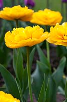 Tulipa 'Yellow Pomponette'. A peony flowered tulip with large doubled yellow flowers 