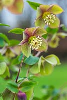 Helleborus occidentalis hybrid. A deciduous hellebore with green and pink flecked flowers