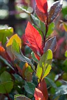 Photinia fraseri 'Red Robin'. The Christmas berry is a dense medium-sized evergreen shrub. 