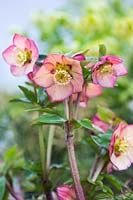Helleborus x hybridus 'Red Apricot Picotee'. A hellebore with pale apricot-coloured flowers 