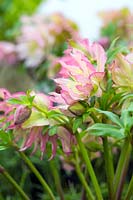 Helleborus x hybridus 'Spider Double'. A pink hellebore with doubled flowers edged with bright pink and green flecks.