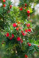 Taxus x media 'Hicksii'.Evergreen yew with red fruits