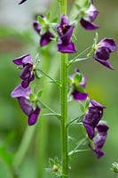 Verbascum phoeniceum 'Violetta' - a purple mullein is an evergreen perennial with spires of rich purple flowers.