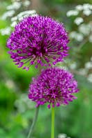 Allium hollandicum 'Purple Sensation'. A bulbous perennial