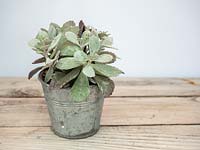 Kalanchoe Pumila - grey leafs - drought tolerant, easy care houseplant