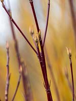 Cornus sericea 'Flaviramea' - Golden Dogwood