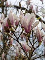 Magnolia x soulangeana - white tulip magnoli spring flowering tree