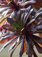 Aeonium arboreum 'Zwartkop' - Tender perennial