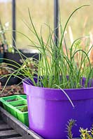 Chives growing in purple plastic pot in greenhouse