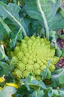 Cauliflower 'Romanesco' growing on with head forming