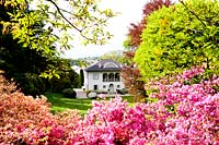 View to house with Azalea japonica 'blaauw's pink'