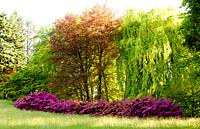 View of different varieties of azalea and mature beech trees
