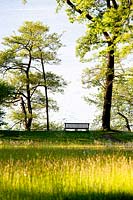 View of the bench by the chestnut trees and alders near the lake path