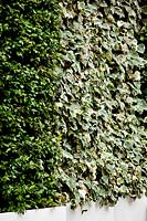 Camellia sasanqua and variegated Hedera helix - Ivy - growing vertically in swimming pool complex.