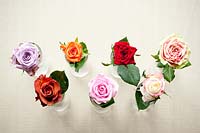Left to right: Rosa 'Ocean song', R. 'cofee brak', R. 'Colandro', R. 'Heaven', R. 'Red Naomi', R. 'Sweetnesse', R. 'Finesse' 