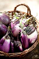 Harvested aubergines - eggplant. Solanum melongena 'Slim Jim' in wicker basket.
