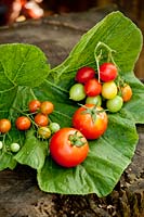 Harvested tomatoes. Solanum lycopersium 'Corfu' and 'Pepe'