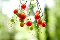 Solanum lycopersicum 'Corfu' - Tomato