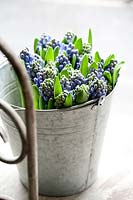Zinc bucket filled with purple budding Hyacinths. 