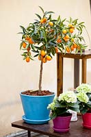 Citrus japonica - Kumquat growing in container. 