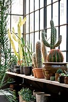 Shelf of cacti and succulents