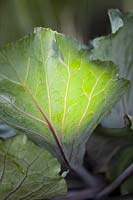 Brassica oleracea var. capitata 'Red Jewel' - Cabbage