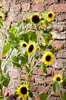 Helianthus annun 'Valentine' - Sunflower