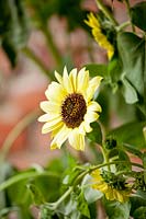 Sunflower. Helianthus annuus 'Valentine'