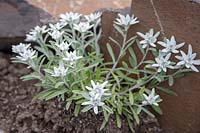 Leontopodium nivale subsp. alpinum - Edelweiss