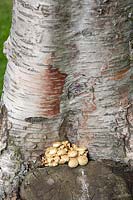 Betula pendula with fungi.