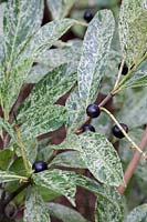 Prunus laurocerasus 'Marbled White' syn. Prunus laurifolia, Cherry laurel