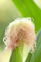 Silk fronds of Zea mays 'Arlecchino' - Maize