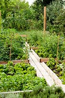 Raised beds full of vegetables with narrow path between