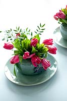 Fucsia tulips displayed in small glazed pot