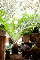 Containers of Cycad
