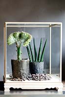 Sansevieria and Euphorbia cristata lactea under glass