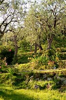 View up steep bank in Italian garden, where groups of Iris flower under olive trees.

