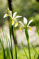 Iris hollandica 'White van Vilet'