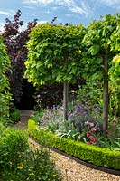 View of curving border, with dwarf box edging. Pleached Tilia platyphyllos - limes - are underplanted with perennials. 
