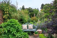 Quiet sitting area with painted seat and spotty cushions in country cottage garden. 