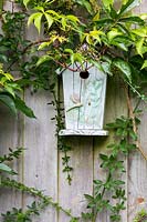 Ornamental bird box on the fence surounded by Jasminum officinale and Parthenocissus quinquefolia. 