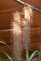 Pennisetum alopecuroides 'Moudry' - Chinese Fountain Grass 