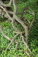 Ulmus 'Camperdownii' and Vinca minor - Camperdown Elm twisted trunk with Periwinkle groundcover beneath