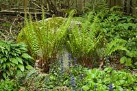 Polystichum munitum - Sword Fern, Ajuga reptans - Bugle, Asarum - Wild Ginger and Hosta  in woodland border. 