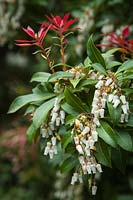 Pieris japonica 'Mountain Fire' - Japanese Andromeda blossoms and foliage