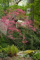 Acer palmatum cv. Polystichum munitum - Japanese Maple with Sword Ferns new growth beneath